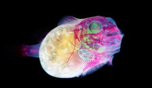 仿X光透明生物標本