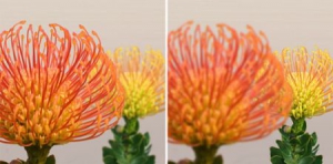 無需對焦的光場相機即將上市