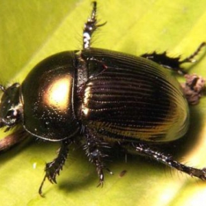 自發(fā)電的機械昆蟲