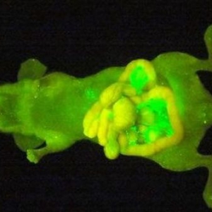 讓癌細胞可視的噴霧試劑