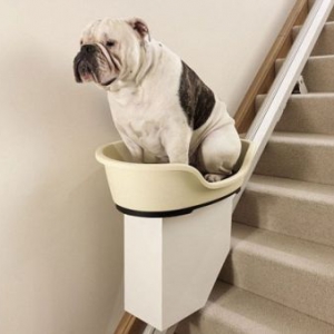 世界上第一個狗狗電動樓梯