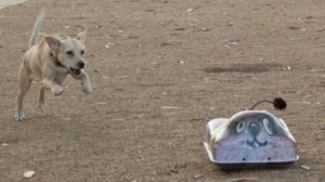 狗狗追逐玩具車