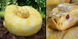 挑戰(zhàn)視覺神經(jīng)的蛇形蛋糕