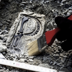 進化——化石中的英文字母