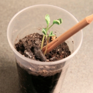 小小鉛筆頭的再生計(jì)劃