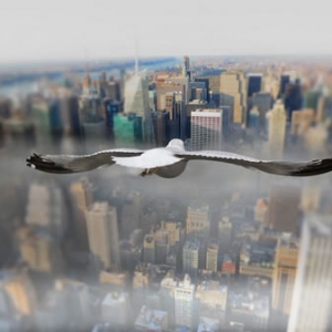 飛鳥(niǎo)世界系列攝影