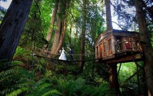森林樹(shù)屋