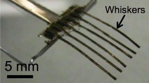 超靈敏電子觸須