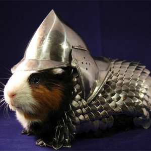 豚鼠盔甲