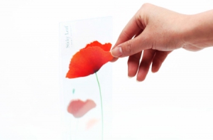 美麗的罌粟花貼紙