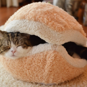 萌萌的漢堡貓窩