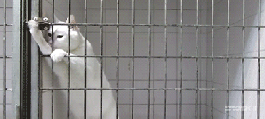 會(huì)開鎖的喵星人