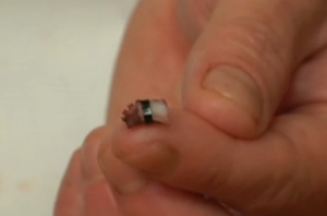 一粒米做成的壽司