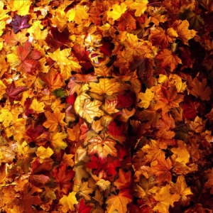 自然主題人體藝術(shù)