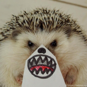 弄鬼臉的調(diào)皮刺猬