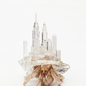 為寄居蟹定制的3D打印房屋