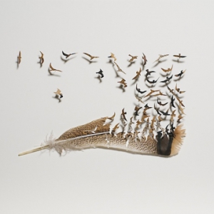 幻化為飛鳥的羽毛