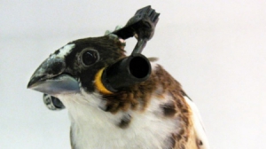 研究鳥兒聽力的另類耳機(jī)