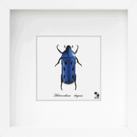 昆蟲與車輛的隱形聯(lián)系