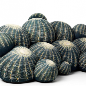 “扎人”的仙人球沙發(fā)