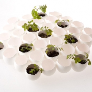 天然養(yǎng)料的蛋殼花盆