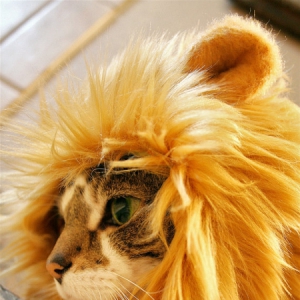 喵星人的逆襲之金毛“獅王”