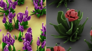 趣味化學(xué)之此花非彼花