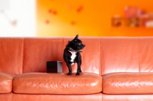 遠程調(diào)戲?qū)櫸锏慕^佳“武器”