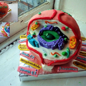 大細(xì)胞蛋糕