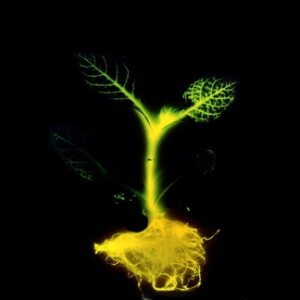 轉(zhuǎn)基因發(fā)光植物