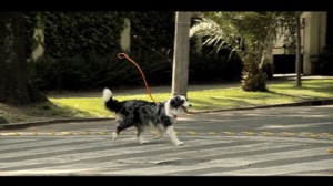 “收養(yǎng)我”尋找主人活動(dòng)