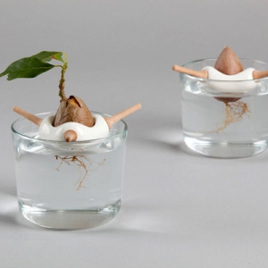 適合大種子萌芽的“花盆”