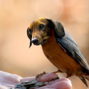 奇特的“狗頭鳥身獸”