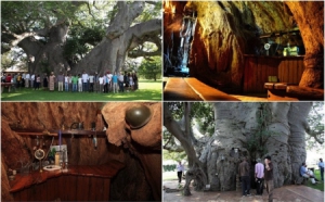 千年老樹內(nèi)的酒吧