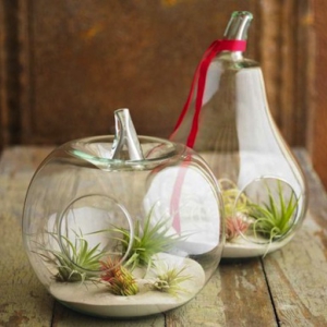 漂亮的水果玻璃盆栽