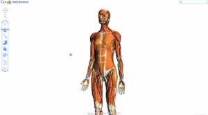 Google實(shí)驗(yàn)室推出人體透視學(xué)習(xí)新產(chǎn)品