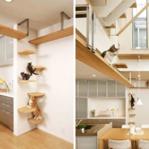 適宜貓居住的房屋