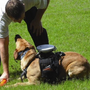 新型狗狗訓(xùn)練器