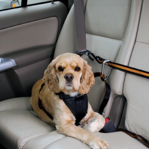專為狗狗設計的汽車旅行安全設備